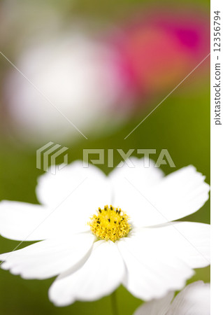 Cosmos flowers 12356794