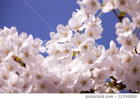 櫻花 12356809