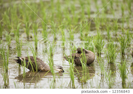養鴨方法 養鴨方法 12356843