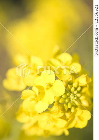 強姦開花 12356921