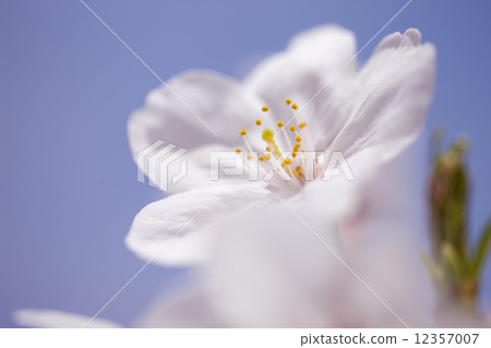 櫻花 12357007