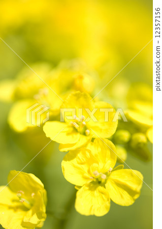 強姦開花 12357156