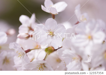 櫻花 櫻花 12357354