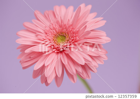 非洲菊花 非洲菊花 12357359
