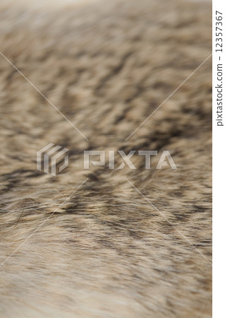 Rabbit fur 12357367