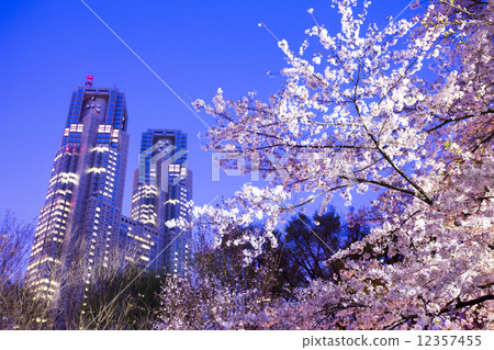 Shinjuku Central Park's evening cherry blossoms 12357455