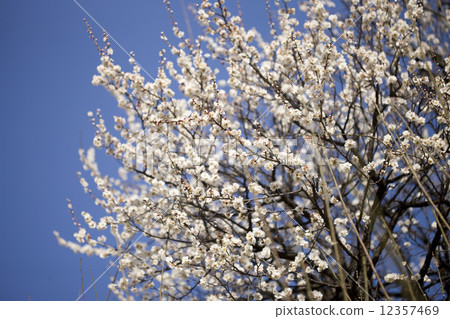 White plum 12357469