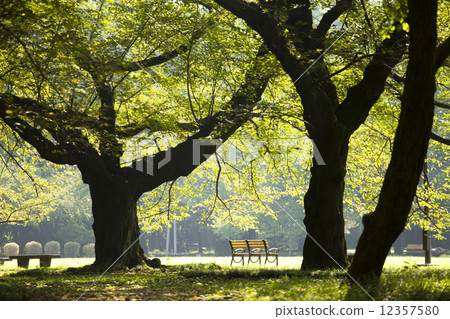 Tokyo Metropolitan Koganei Park 12357580