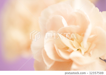 Carnation Carnation 12357589