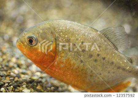 食人魚 12357592
