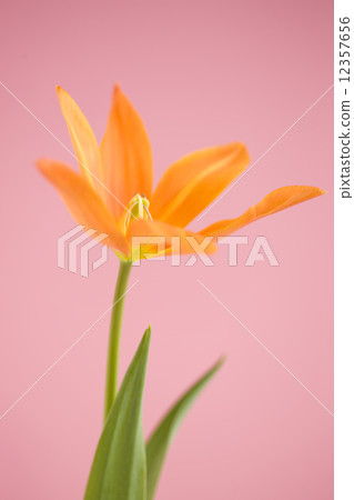 鬱金香 鬱金香 12357656