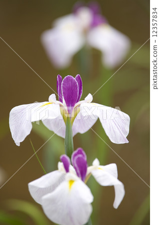 哈娜莎華 哈娜莎華 12357834