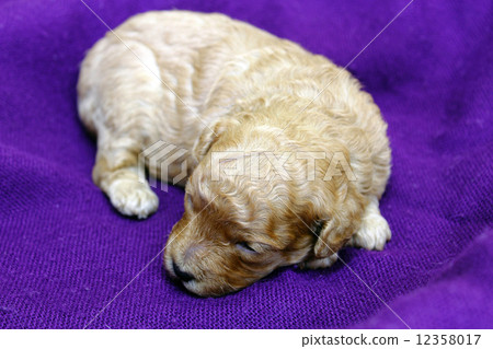 一隻小狗 12358017