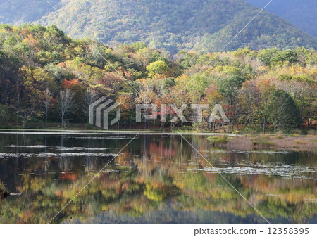 秋天的樹葉 12358395