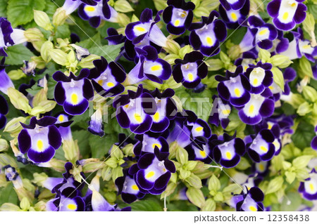 Torenia 01 12358438