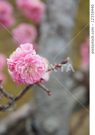 Yae cold red plum 12358440