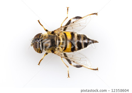 Eristalinus taeniops hoverfly isolated oin white background Eristalinus taeniops hoverfly isolated oin white background 12358604