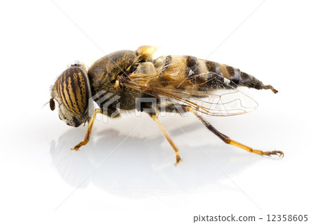 Eristalinus taeniops hoverfly isolated oin white background Eristalinus taeniops hoverfly isolated oin white background 12358605