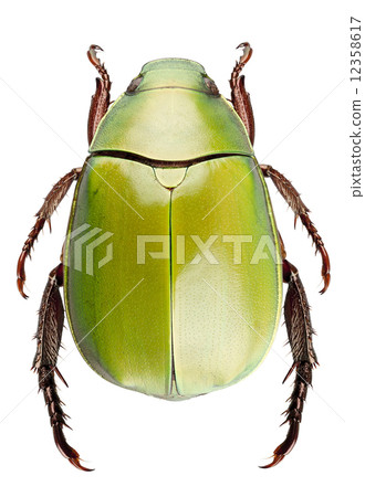 Green beetle species Anomala dimidiata Green beetle species Anomala dimidiata 12358617