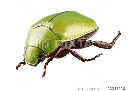 Green beetle species Anomala dimidiata Green beetle species Anomala dimidiata 12358618