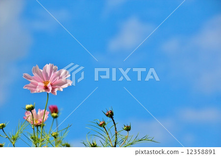 發光在清楚的秋天天空的桃紅色波斯菊 12358891