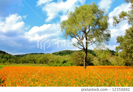 A cosmos group gathering in the wind 12358892