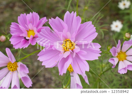 波斯菊菊花 12358942