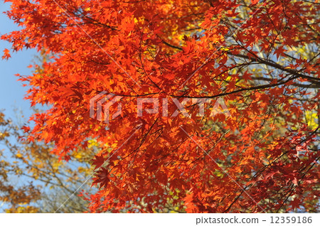 Yatsugatake秋葉 12359186