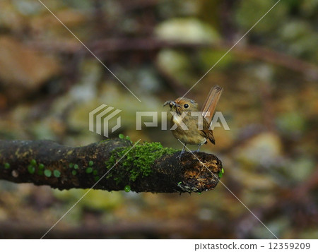 白色鶲♀ 白色鶲♀ 12359209