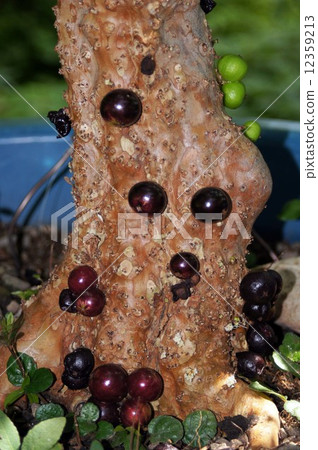 Jabochikaba 12359213