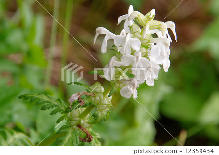 Shirahana yoshuba shio gama 12359434