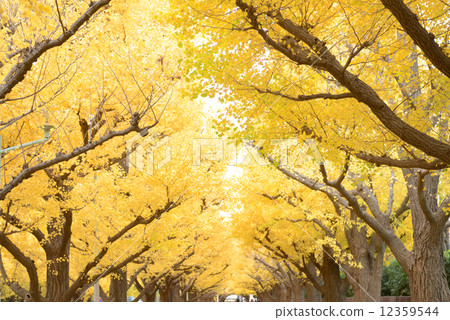 Jingu Gaien Jingu Gaien 12359544