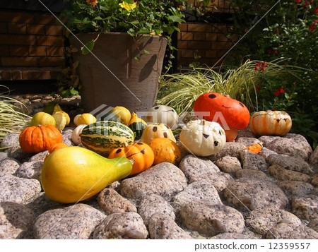萬聖節南瓜 12359557