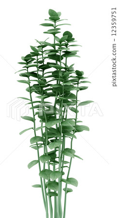 potted oregano plant isolated on white background 12359751