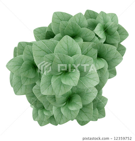 top view of oregano plant in pot isolated on white background 12359752