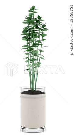 oregano plant in pot isolated on white background 12359753
