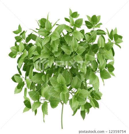 potted balm plant isolated on white background potted balm plant isolated on white background 12359754