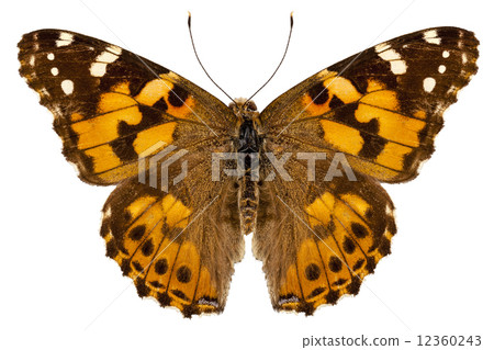 Butterfly species Vanessa cardui "Painted Lady" Butterfly species Vanessa cardui "Painted Lady" 12360243