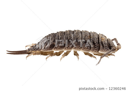 woodlouse species porcellio scaber 12360246