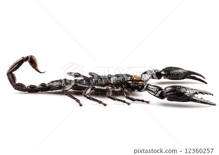 palamnaeus fulvipes 12360257