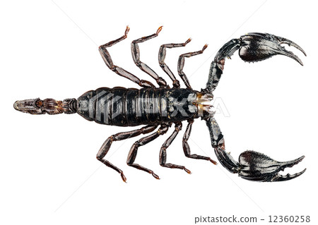 palamnaeus fulvipes 12360258