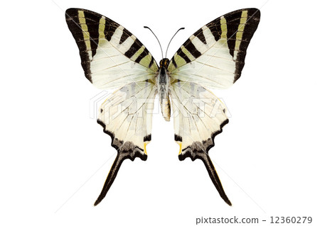 Butterfly species Graphium antiphates 12360279