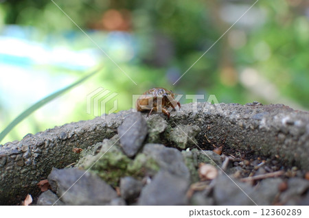 Cicada's pupa 12360289