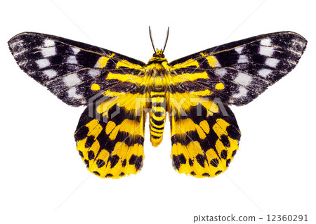 butterfly moth Dysphania subrepleta isolated 12360291