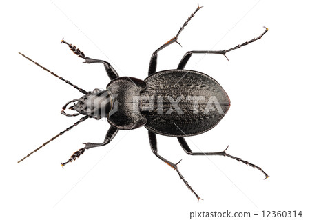 beetle species carabus coriaceus 12360314