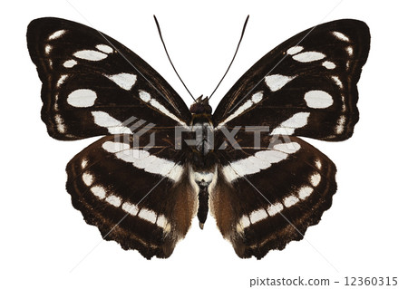 butterfly species Athyma reta moorei 12360315