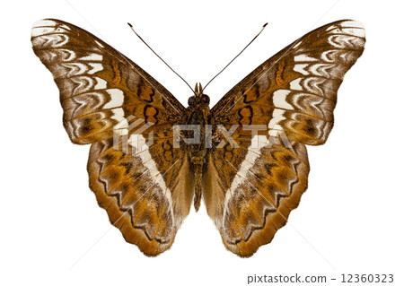 Admiral limenites butterfly 12360323