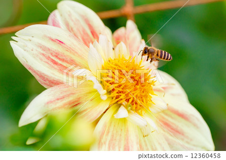 Bee trying to honey flower 12360458