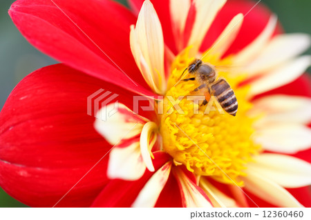 蜜蜂試圖蜂蜜花 12360460
