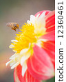 蜜蜂試圖蜂蜜花 12360461
